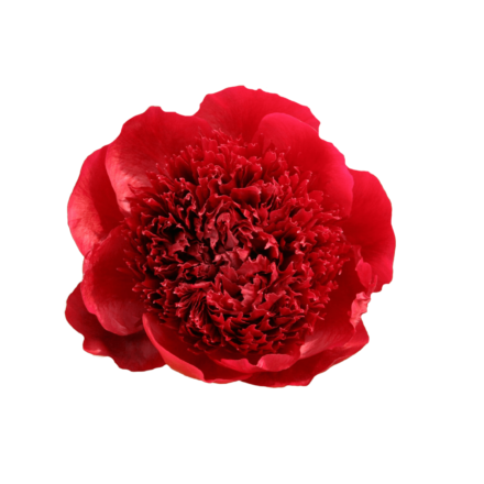 Red Charm
